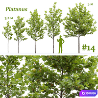 Plane-tree / Sycamore / Platanus #14