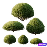 Pinus Mugo Bush03
