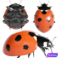 Ladybug (vray NEXT)