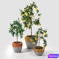 Lime and Lemon Trees set_02