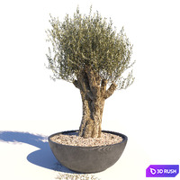 Old Olive Tree