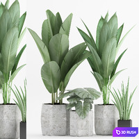 Plant 70