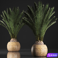 Collection of plants 342. Basket, rattan, palm tree, indoor palm tree, outdoor, interior, decorative, eco design, date, palm tree, rattan, basket