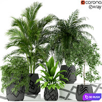 Plants collection 195