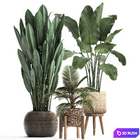 Collection of small plants in modern rattan baskets with Banana palm, Strelitzia, coconut palm Set 400.