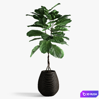 Ficus Lyrata