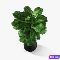 thumb image