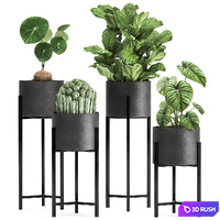 Collection of small plants in black metal pots on legs with ficus, cactus, Stefania Erecta. Set 915.