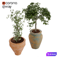 Plant collection Vol. 02 boho style in pottery rustic