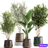 Collection of tree plants in outdoor metal rusty pots Banana palm, . Set 949.