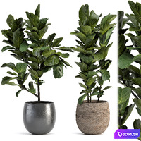 Collection of plants-006
