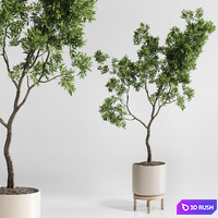 Indoor plant 176 wooden vase plant tree pot