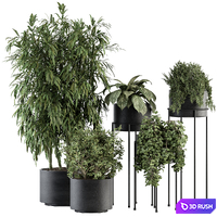 Indoor Plant Set 355- Tree and Plant Set in Black pot