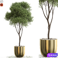 Plants collection 674