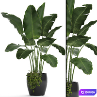 A banana palm in a pot. bush, flowerpot, flower, black pot, banana, decorative, office plants