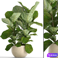 The ficus is lyrate. 14. ficus lyrata, flower, bush, pot, flowerpot, indoor, decorative, interior