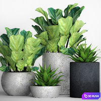 The collection of plants in pots 18. ficus lyre, flower, pot, flowerpot, concrete, bush, agave, interior, decorative, lyrata