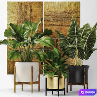 Collection of plants in pots 7. Flower, pot, bush, flowerpot, interior, indoor, alocasia, luxury, gold, paintings, abstraction, luxury