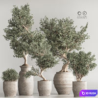 Indoor Plant Set 53