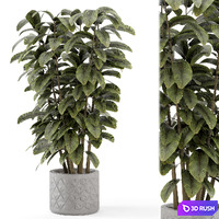 Indoor Plants in rusty Concrete Pot - Set 854