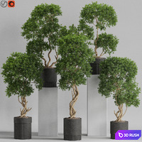 Plants collection 743