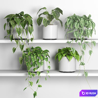 Plants on shelf 04