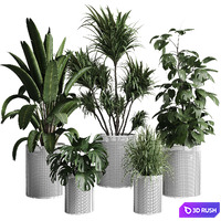 Collection indoor plant 272 pot flame monstera ravenala in mesh metal pots