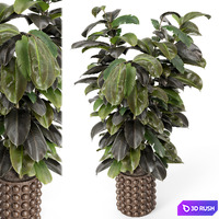 Indoor Ficus Plant in Circle Wooden Pot - Set 1029