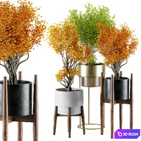 Indoor Plants Collection 38