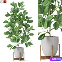 Plants collection 816