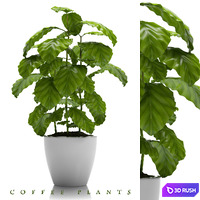 Coffee Plants 24