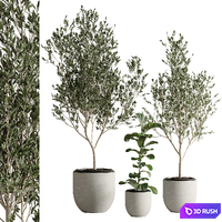 Indoor plant set 43