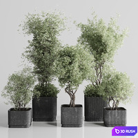 Indoor plant set 332 plant tree vase dirty concrete