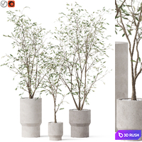 Plants collection 900