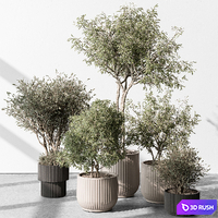 Indoor Plant 488 - Tree and Bush