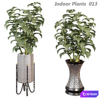 Indoor plants in a pot 013