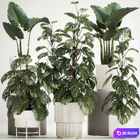 Beautiful plants in modern pots are monstera bush and alokasia. Set of plants 1218