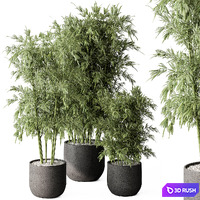 Indoor Plant 512 - Bamboo Tree