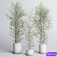 Indoor plant set 379 plant tree branch bush concrete dirt vase