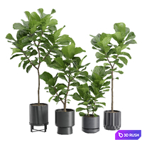 Ficus Lyrata in Dark Planters