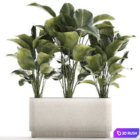 Exotic bush Calathea lutea in a pot, Strelitzia. Plant set 1309