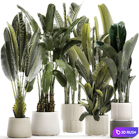 A set of exotic bushes of plants in a flower pot Ravenala, Strelittia, Banana palm. Collection 1330