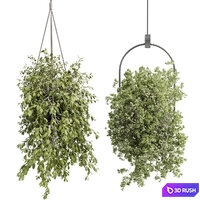 Hanging plants - indoor plant set 410