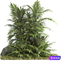 Outdoor garden tree plant014 palm tree