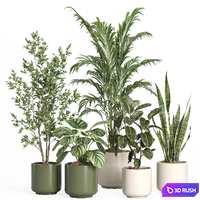 Indoor plant set 56- ceramic pot