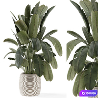 Indoor Plants in Handmade Stone Pot - Set 1766