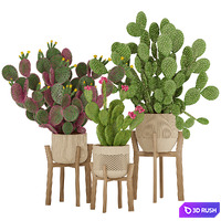 Prickly Cactus Set