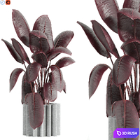Indoor plant 65