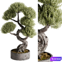 Indoor Bonsai Plants 21