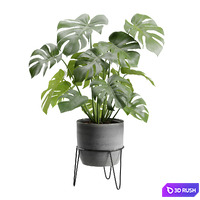 Monstera Deliciosa Pot Stand